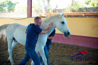 comportamento equino